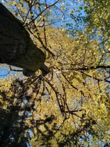 Baumkontrollen und Gutachten