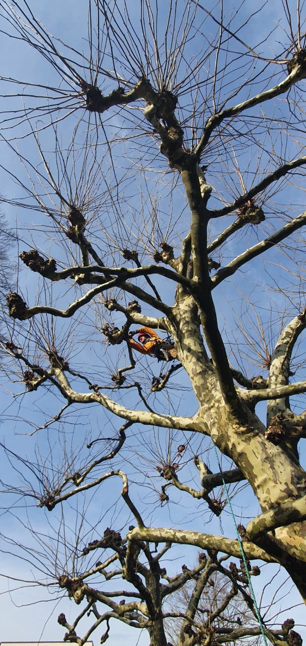 Baumpfleger bei Platanen-Kopfschnitt