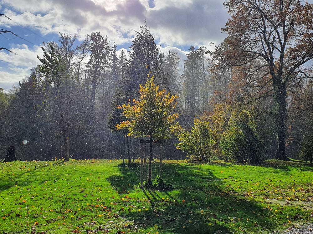 Fachgerechte Neupflanzung eines Baumes durch Naturgartenspezialist