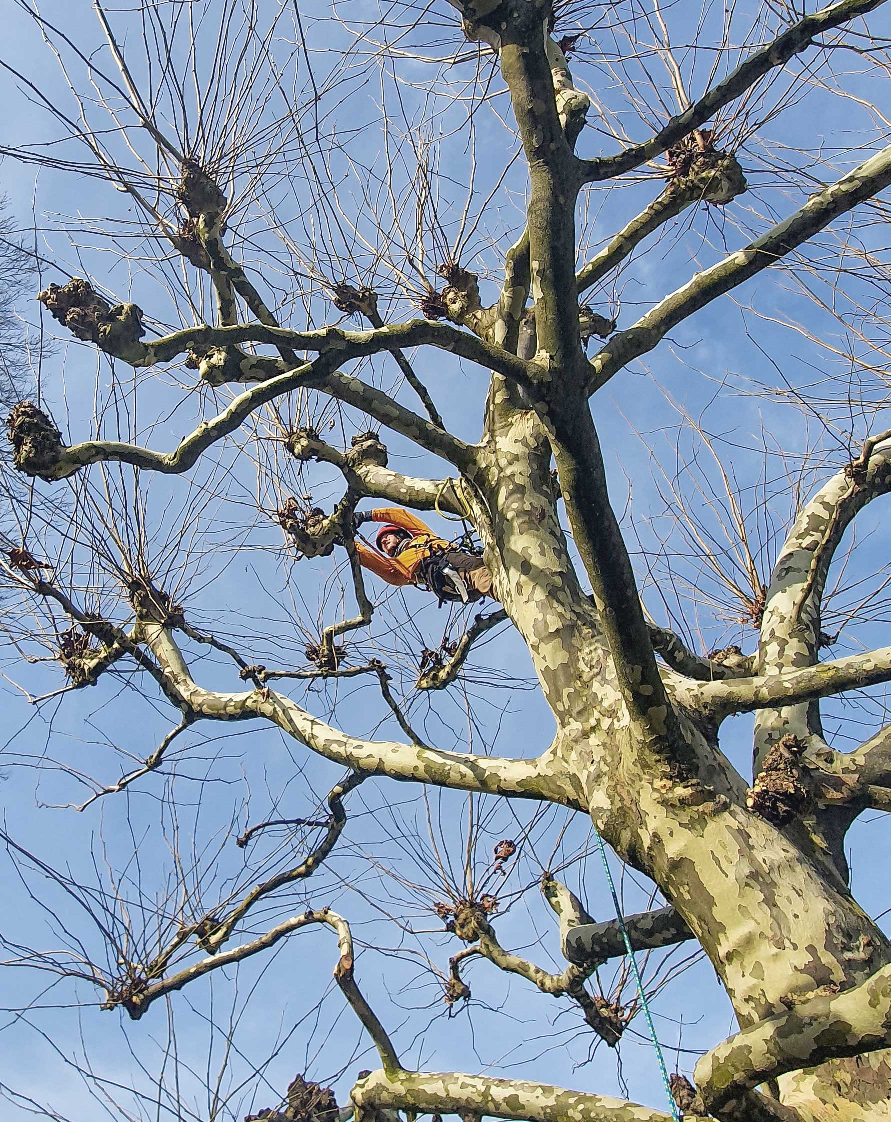 Baumpfleger von natura baumpflege bei einem Platanen-Kopfschnitt in der Region Winterthur
