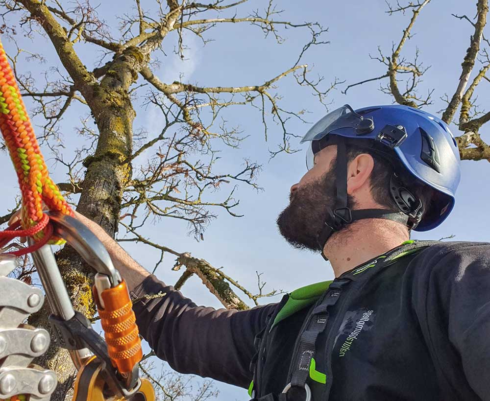 Baumkrone von unten - Baumkontrolle und Gutachten nach FLL-Standard