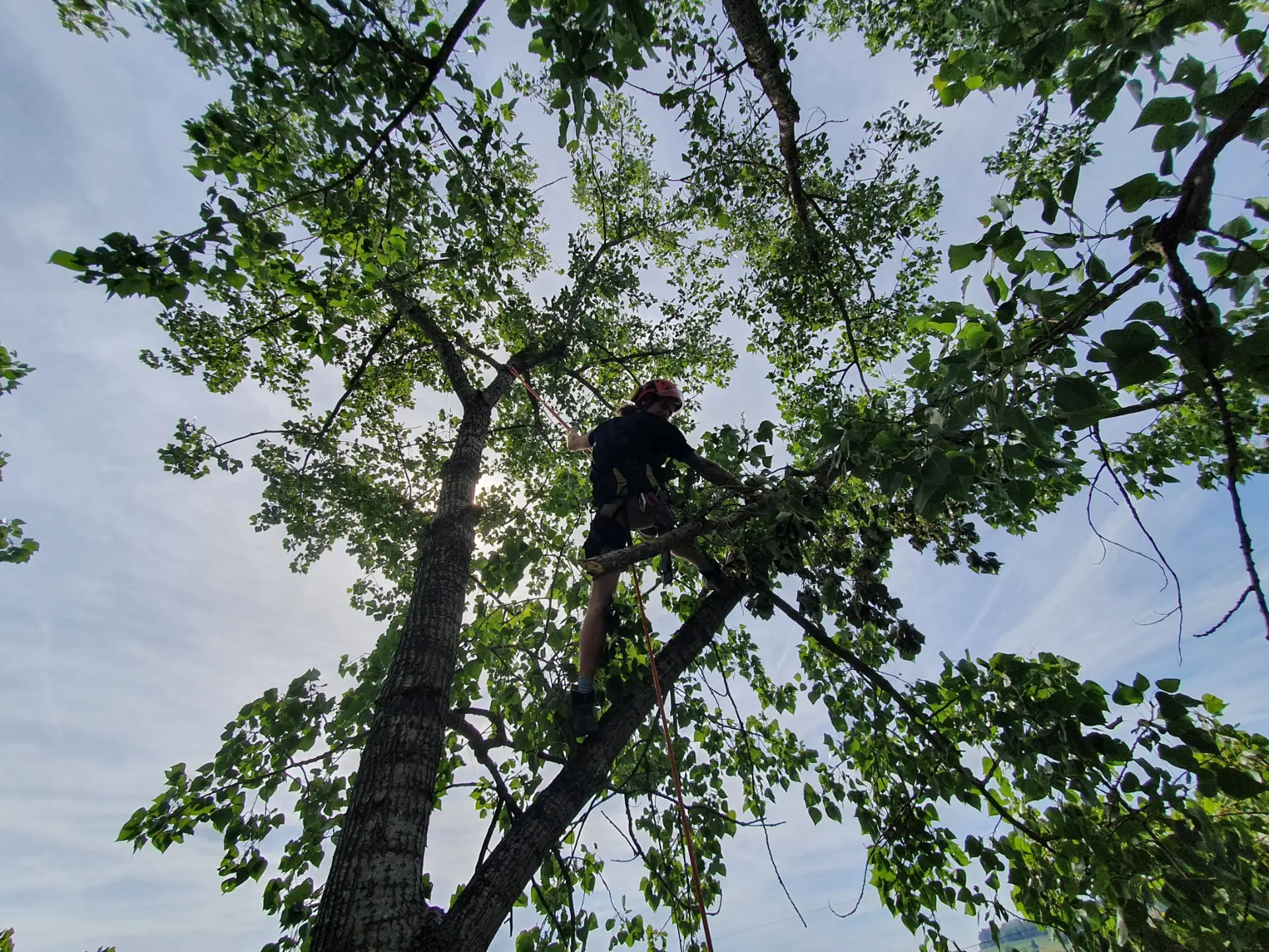 Ein Baumpfleger im Baum