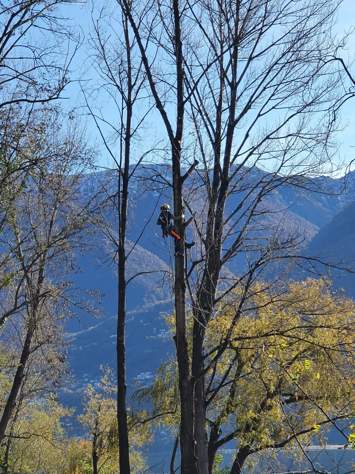 Baumpfleger in der nähe bei der Arbeit