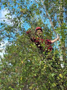 Baumpfleger im Baum